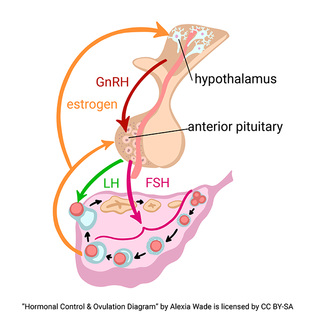 Diagram showing the hypothalamic-pituitary-gonadal (HPG) axis in ovulation.