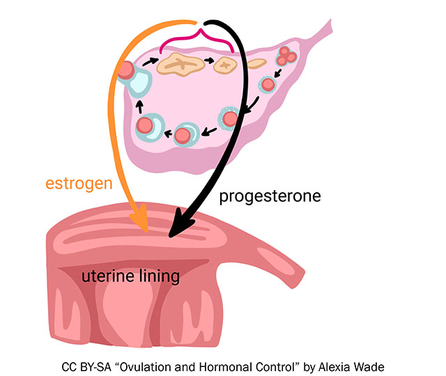 Diagram showing how hormones released from the ovary affect the uterus.