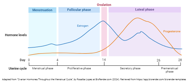 Graph showing idealized levels of estrogen and progesterone during a menstrual cycle.