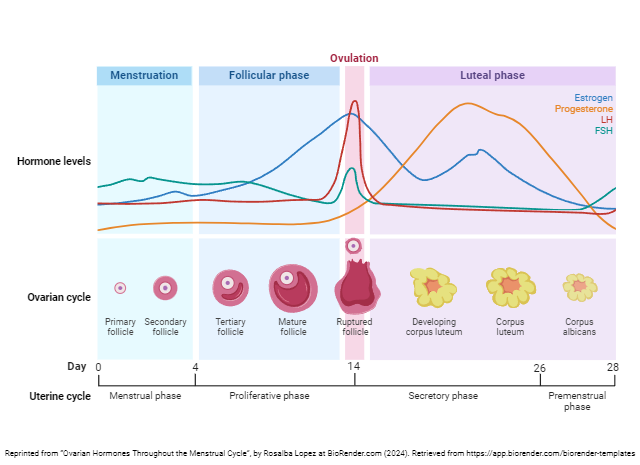 Diagram showing the levels of estrogen and progesterone, and the condition of uterine follicles, during the menstrual cycle.