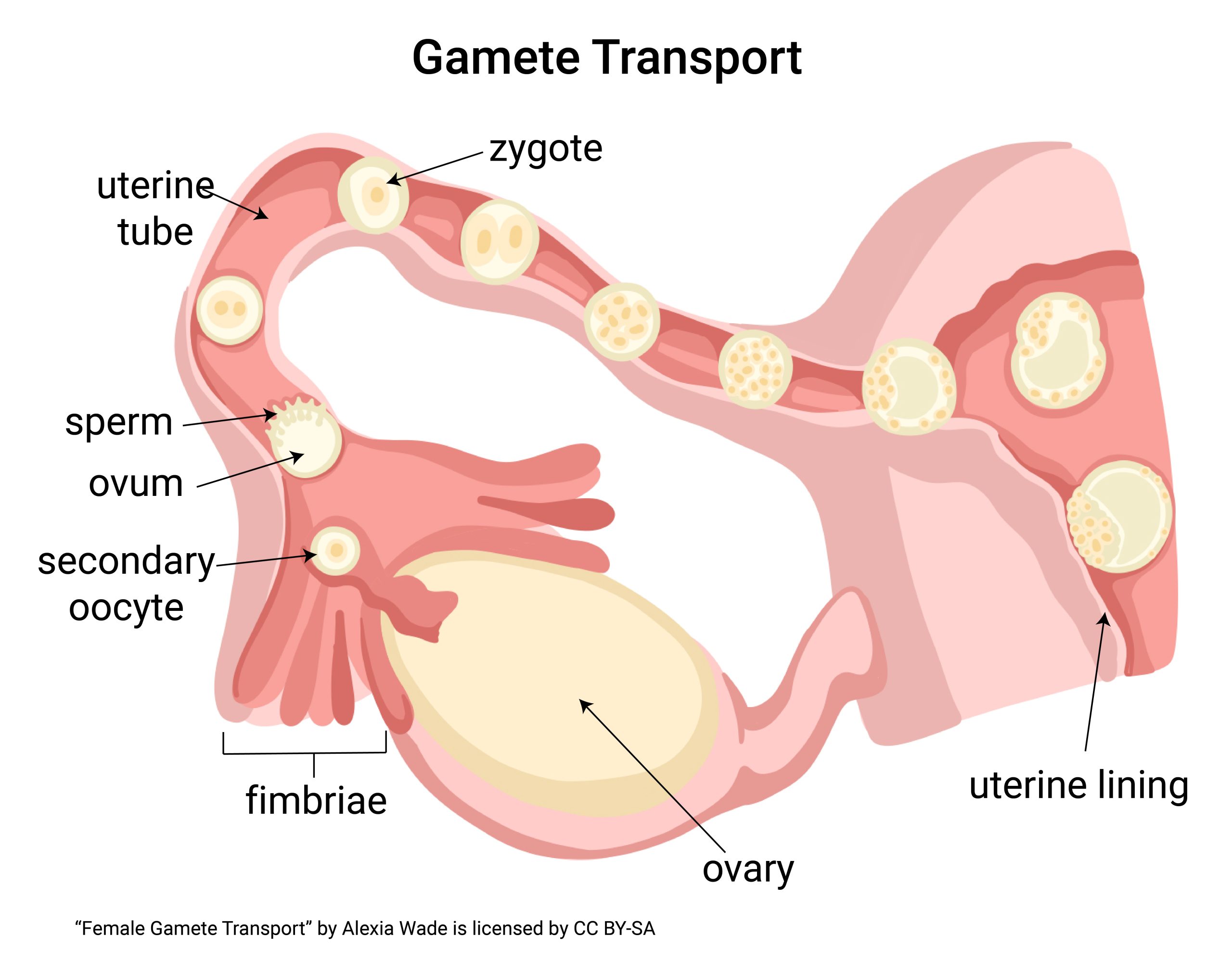 Diagram showing the movement of gametes in the ovarian tubes and ovary before and after fertilization.