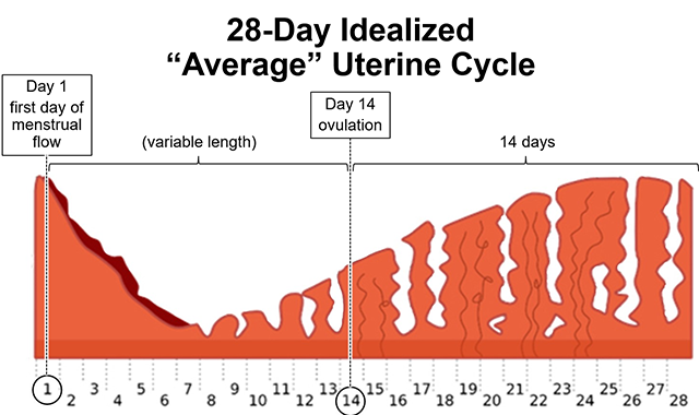 Diagram showing the state of the uterine wall at different days of the menstrual cycle.