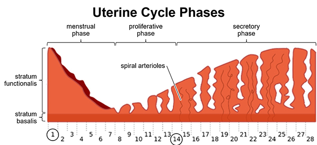 Diagram showing the state of the uterine wall at different days of the menstrual cycle.