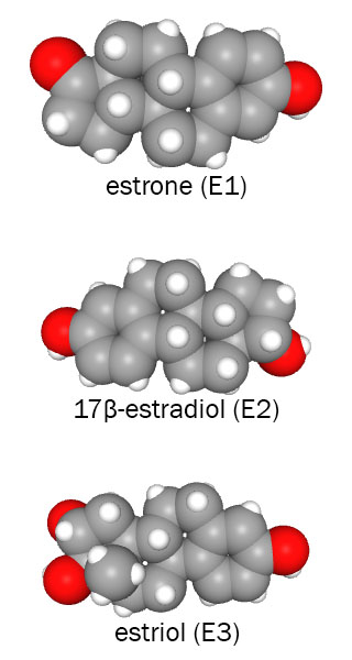 Space-filling models of estrone, 17beta-estradiol, and estriol.