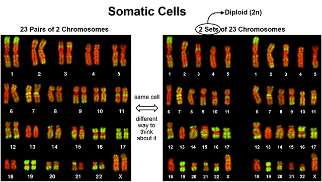 Karyotype of a diploid cell.