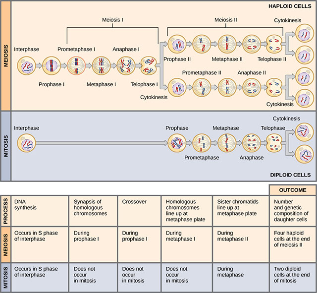 Diagram and table comparing and contrasting meiosis and mitosis.