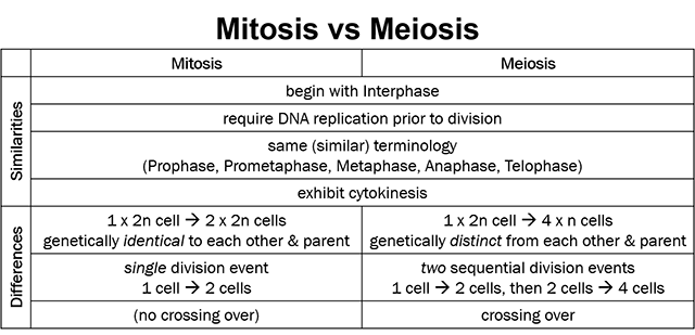 Table comparing mitosis and meiosis