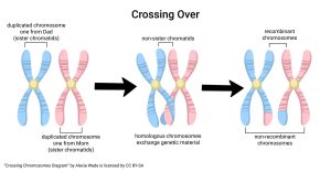 Diagram of crossing over during meiosis.