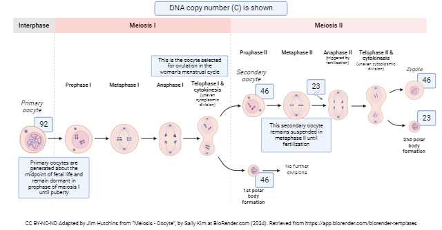 Diagram showing the process of meiosis producing oocytes.