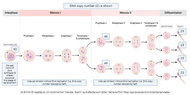 Diagram showing the details of meiosis in sperm production.