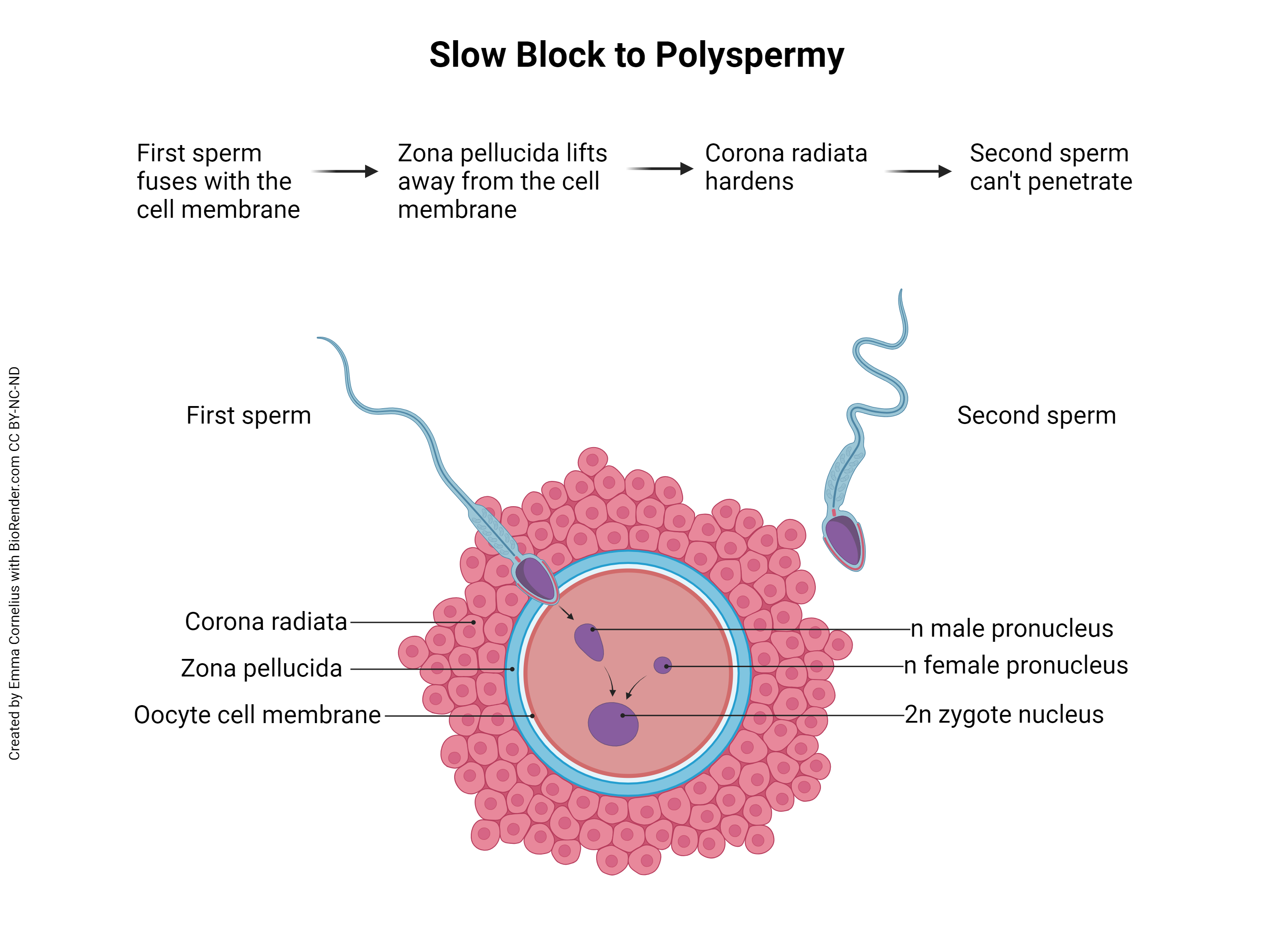 Diagram showing the slow block to polyspermy