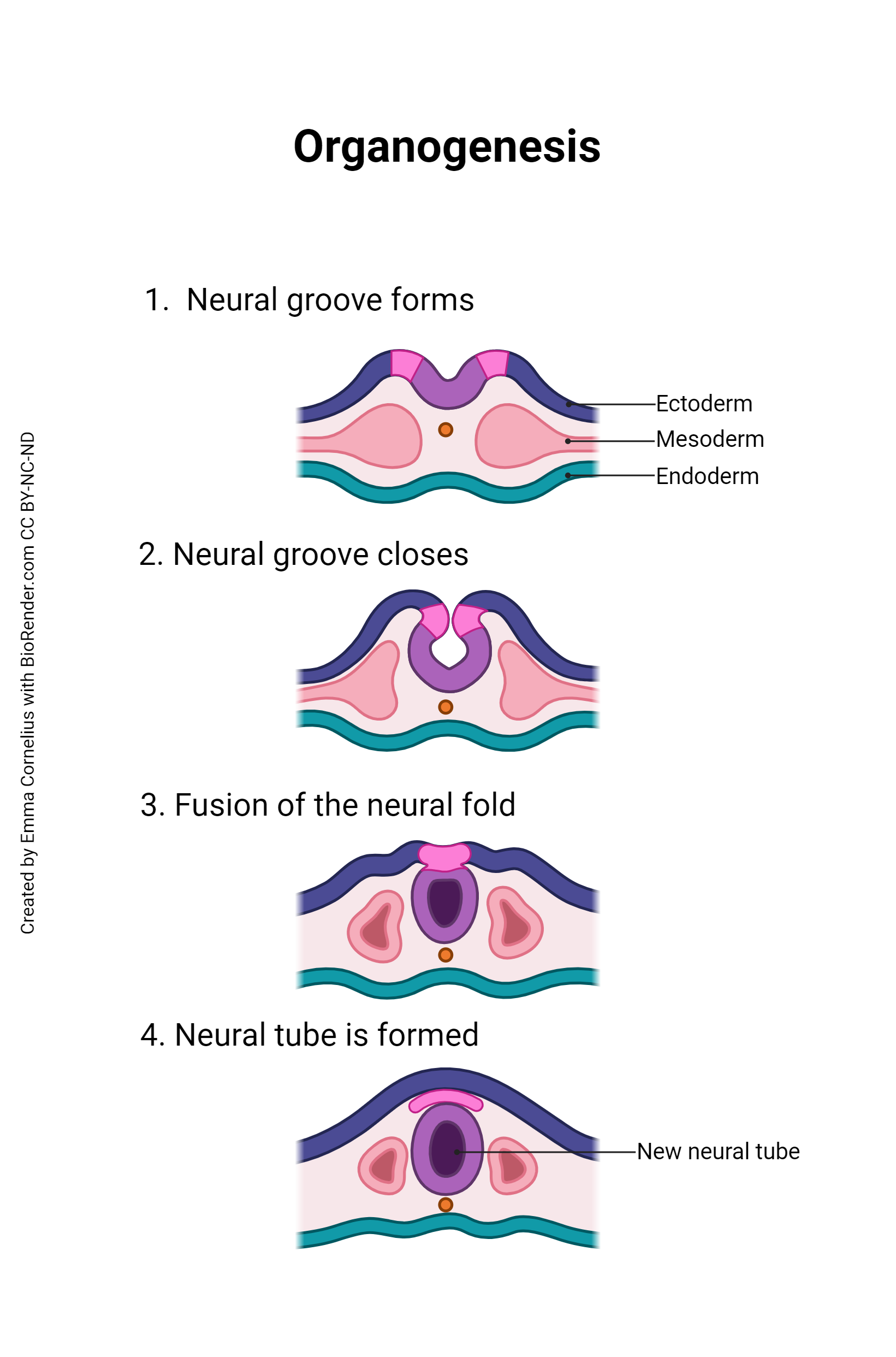 Diagram of neural tube development.