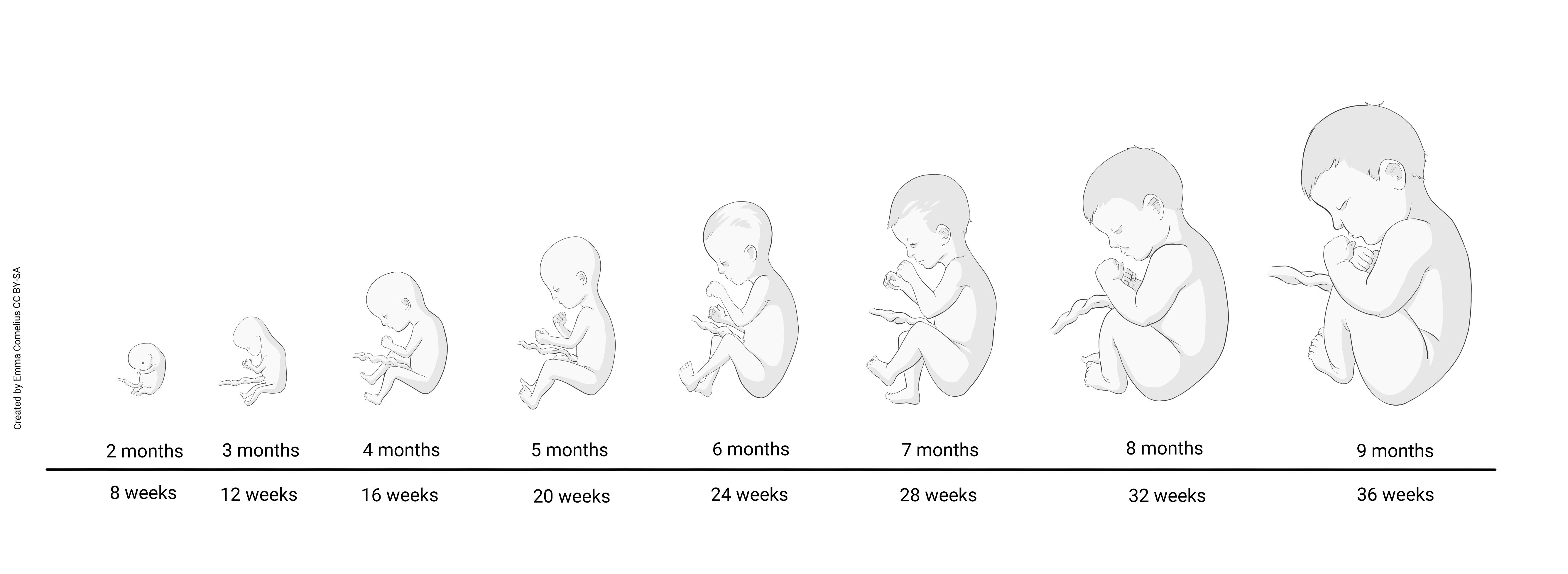 Diagram showing the development of the human fetus.