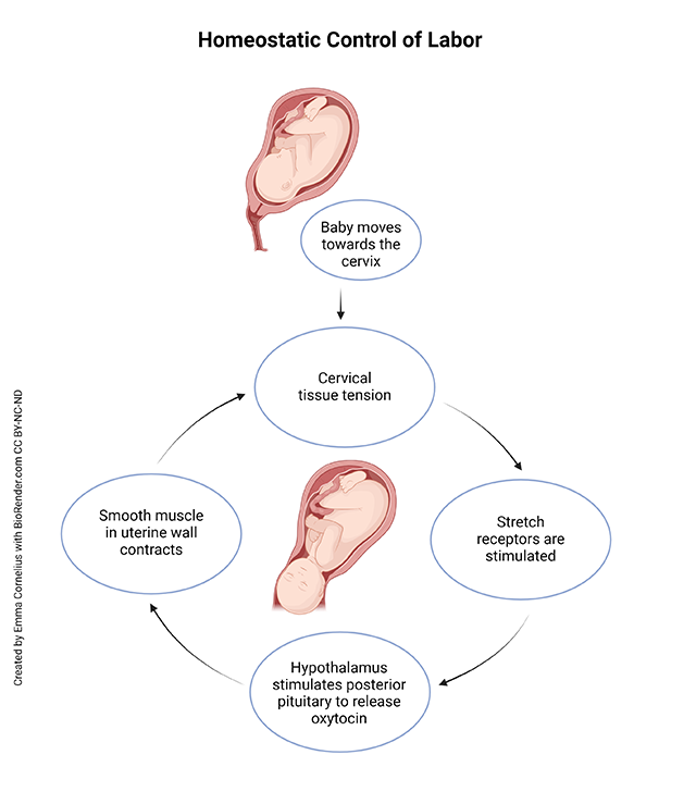 Diagram showing the stages of labor as a feedback loop.