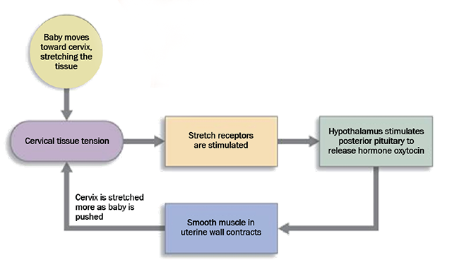 Flowchart showing labor as a positive feedback loop.