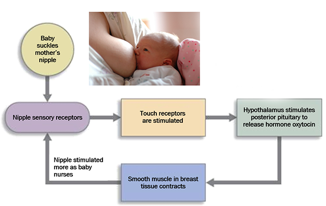 Flowchart showing suckling as a positive feedback loop.