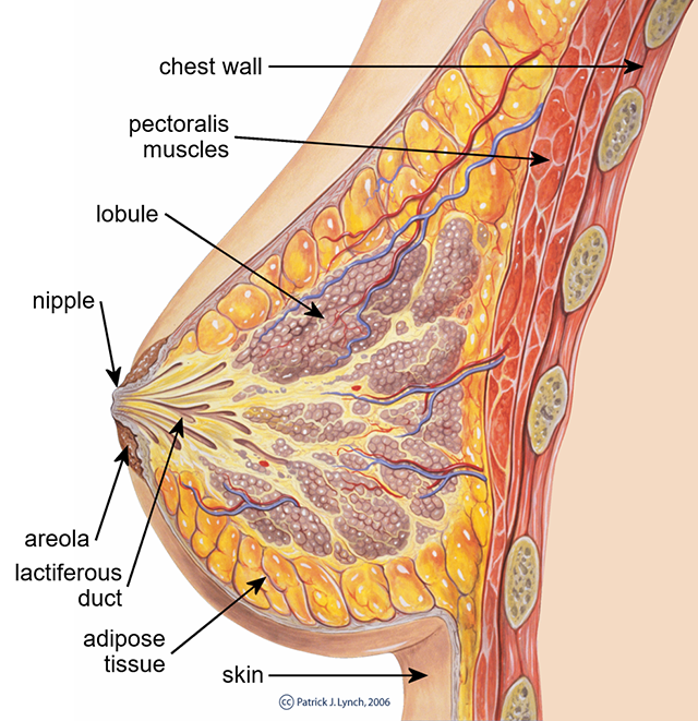 Diagram of a sagittal section of a female human breast.