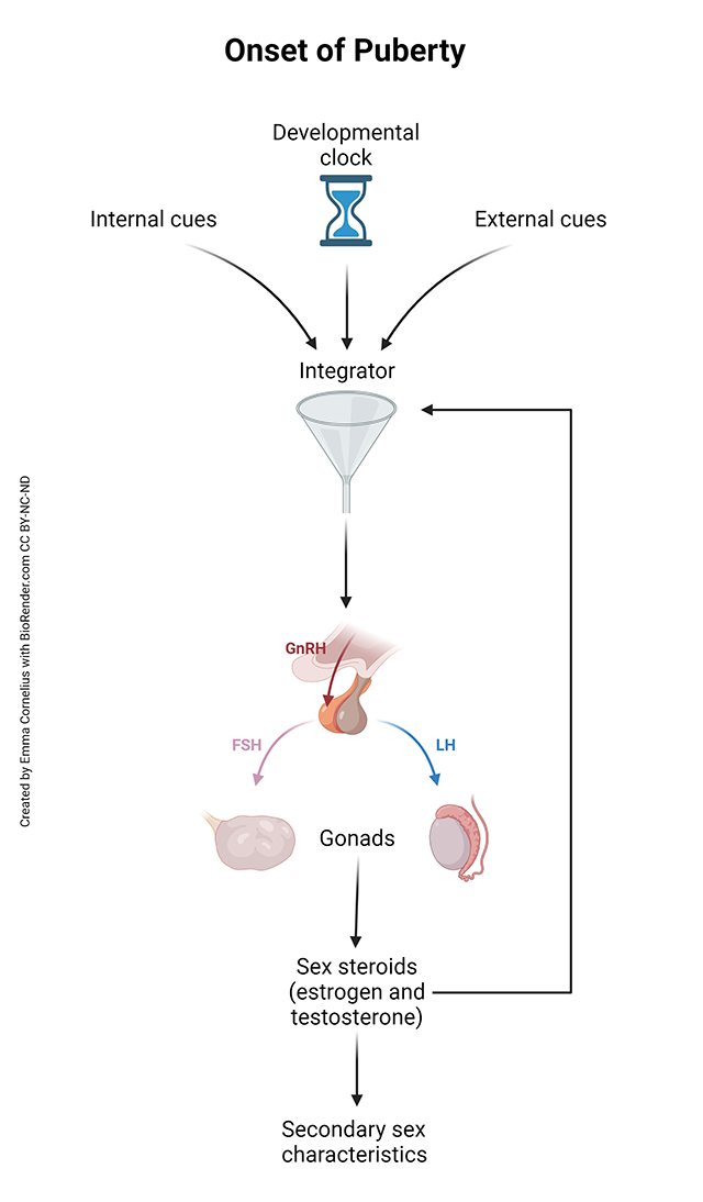 Flowchart showing the physiological and environmental factors which contribute to the development of puberty.