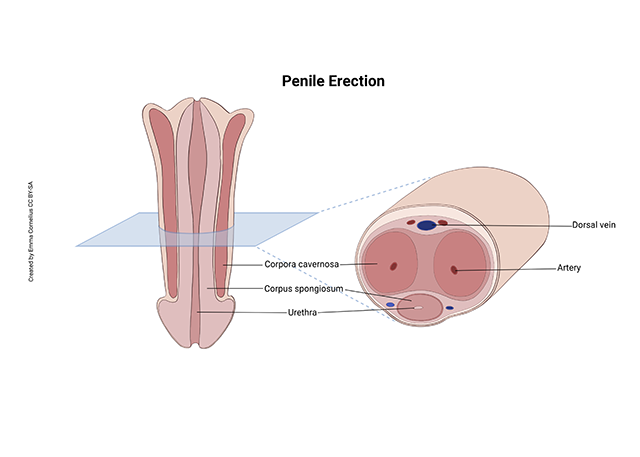 Diagram showing a transverse and longitudinal section of the male human penis.