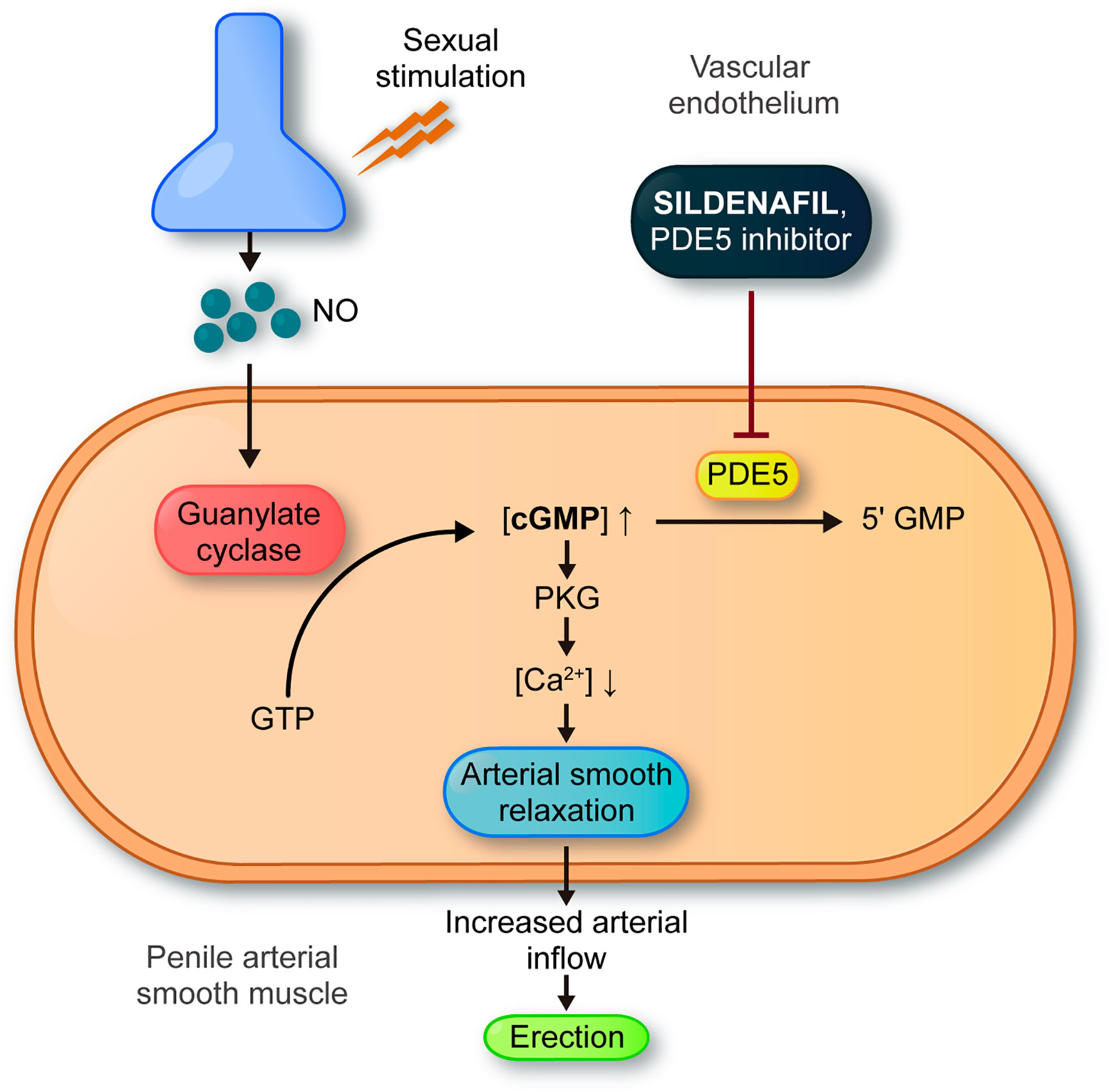 Diagram showing the mechanism of action of PDE5 inhibitors.