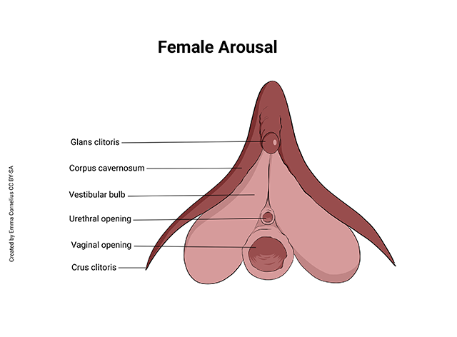 Diagram showing the clitoris and vestibular bulb in the female human.