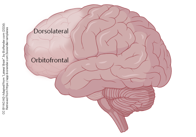 Diagram showing the divisions of the prefrontal cortex.