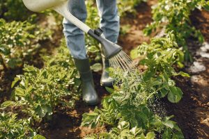 Photo of Green Plants Getting Watered