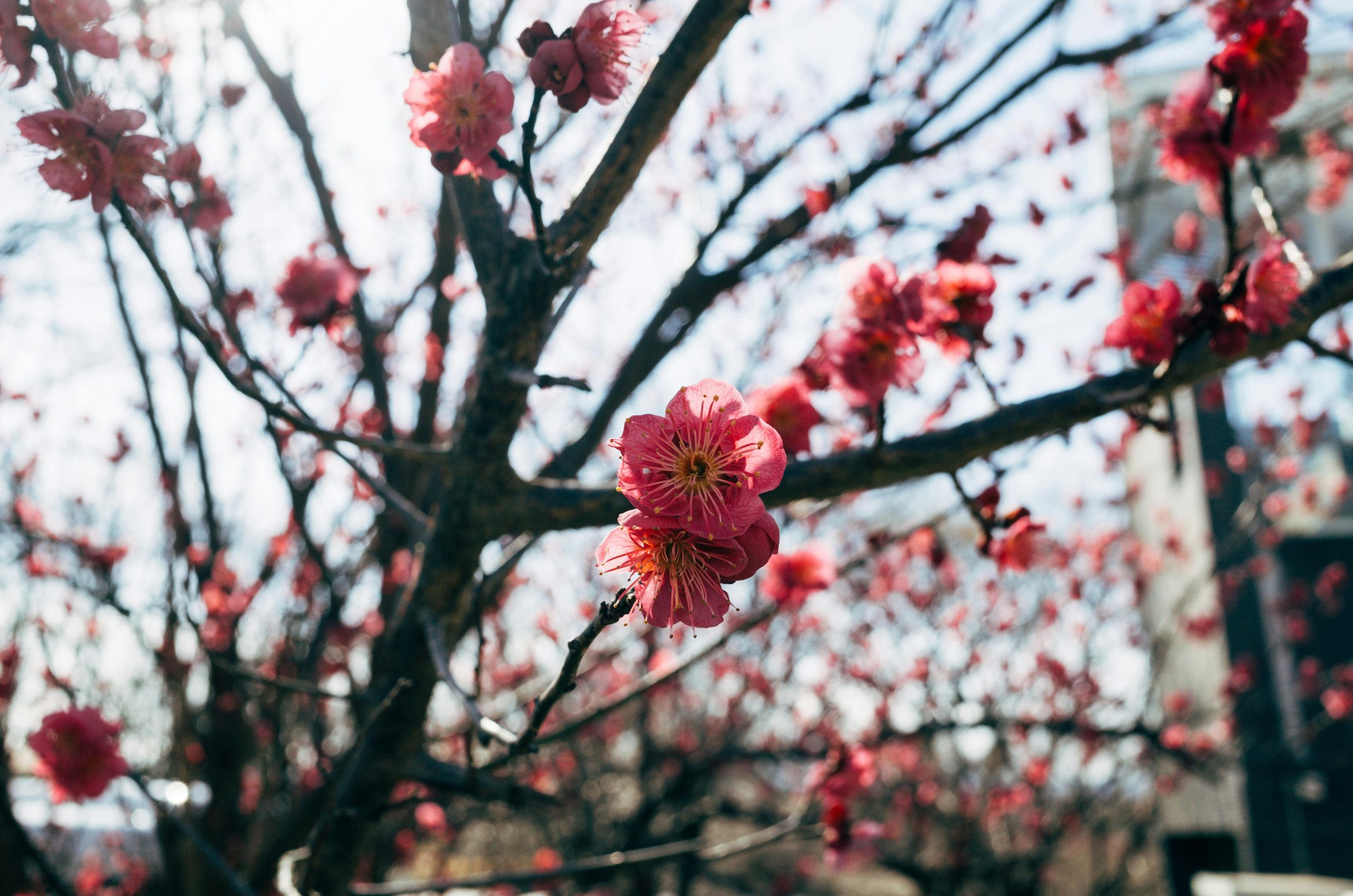 Pink Cherry Blossoms