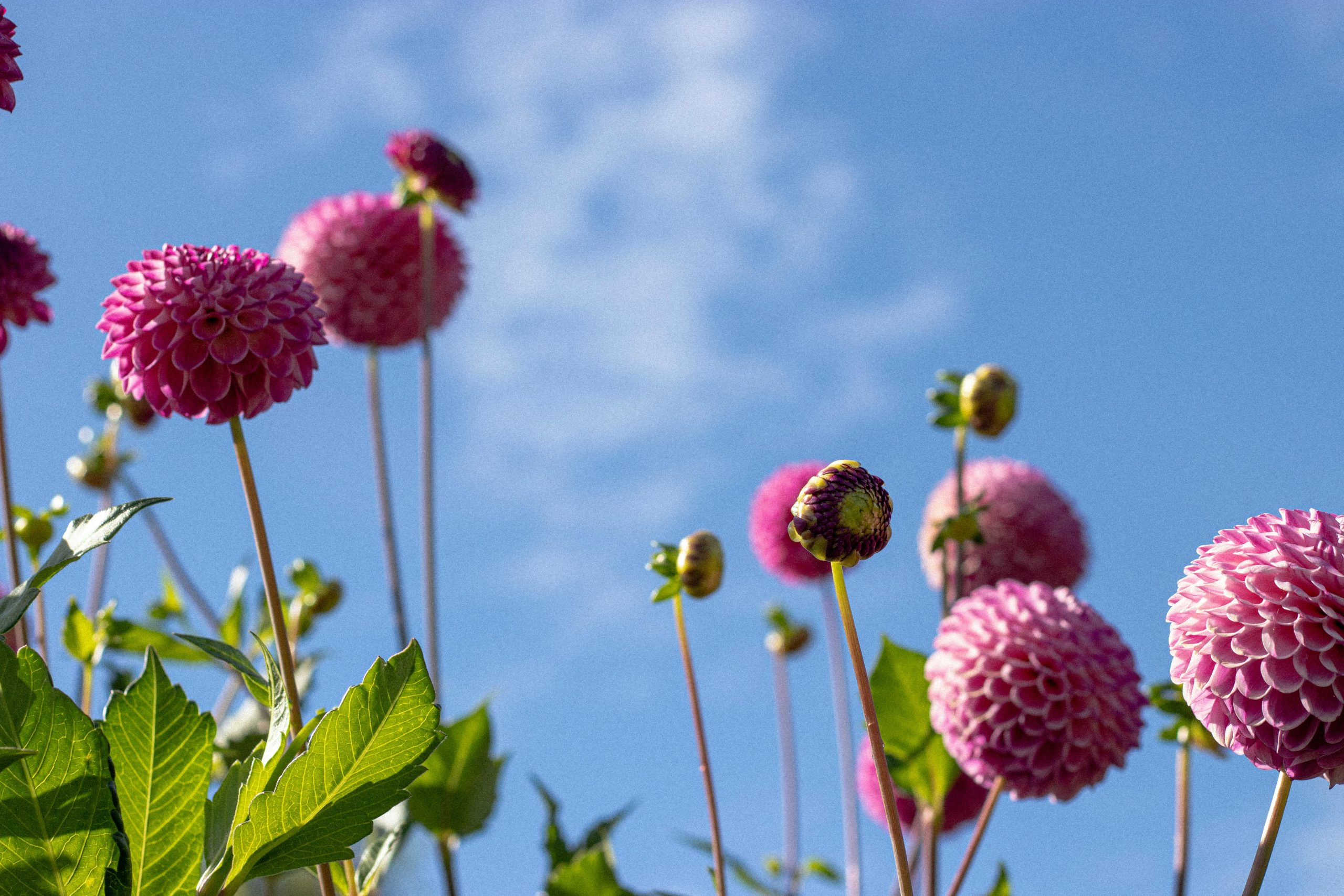 Vibrant Pink Dahlias Against a Clear Blue Sky
