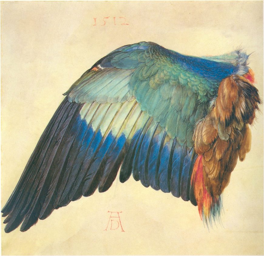 Albrecht Dürer, German, 1471-1528, Wing of a Blue Roller, 1512, watercolor (The Albertina Museum, Vienna)