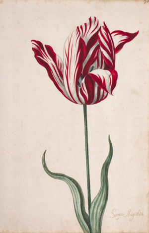 Semper Augustus flower in Great Tulip Book: Admirael Der Admiraels de Gouda, 17th c., gouache on paper, 30.8 x 20.0 cm (Norton Simon Art Foundation, Pasadena)