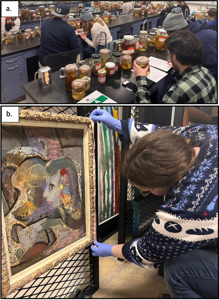 Educational collection management activities: Upper image shows students examining biological specimens in preservation jars in a laboratory setting. Lower image shows a collection staff member wearing blue gloves measuring framed artwork in storage, demonstrating proper handling techniques for different types of museum collections.