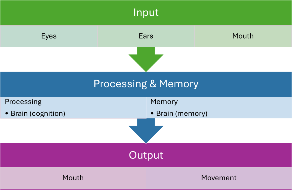 Graphic showing how humans are similar to computers. They have input devices (eyes, ears, nose) process information and use memory with their brain, and then output information using their mouth and movement.