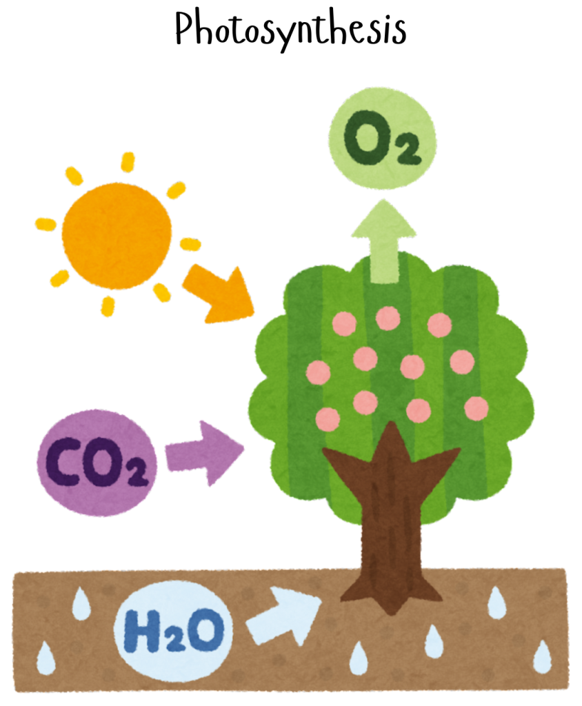 Visual diagram of photosynthesis process with tree, sun, water, and carbon dioxide