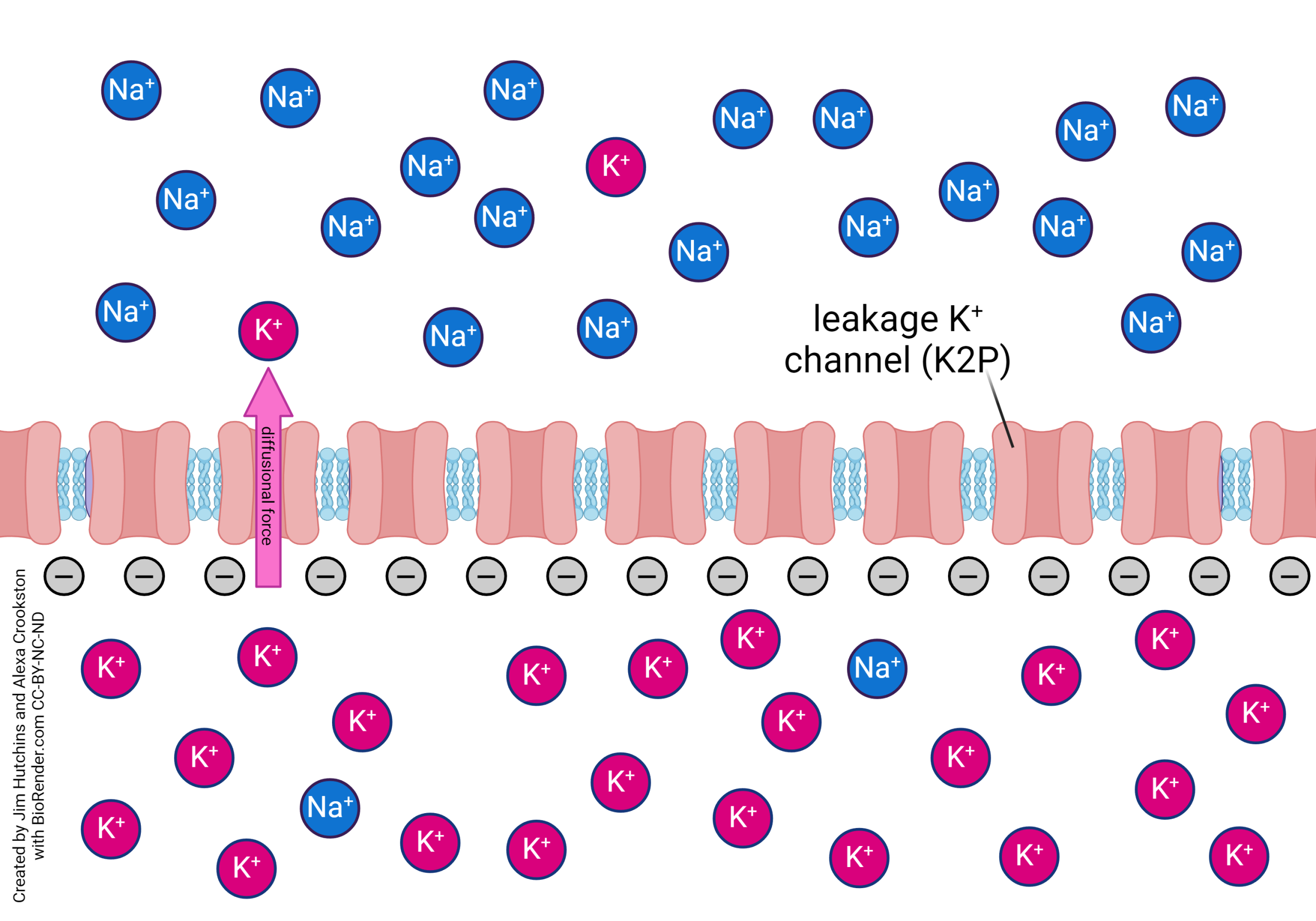 A high concentration of potassium inside of the cell membrane relative to outside creates a diffusional flux of potassium outward when leakage potassium ion channels are open.