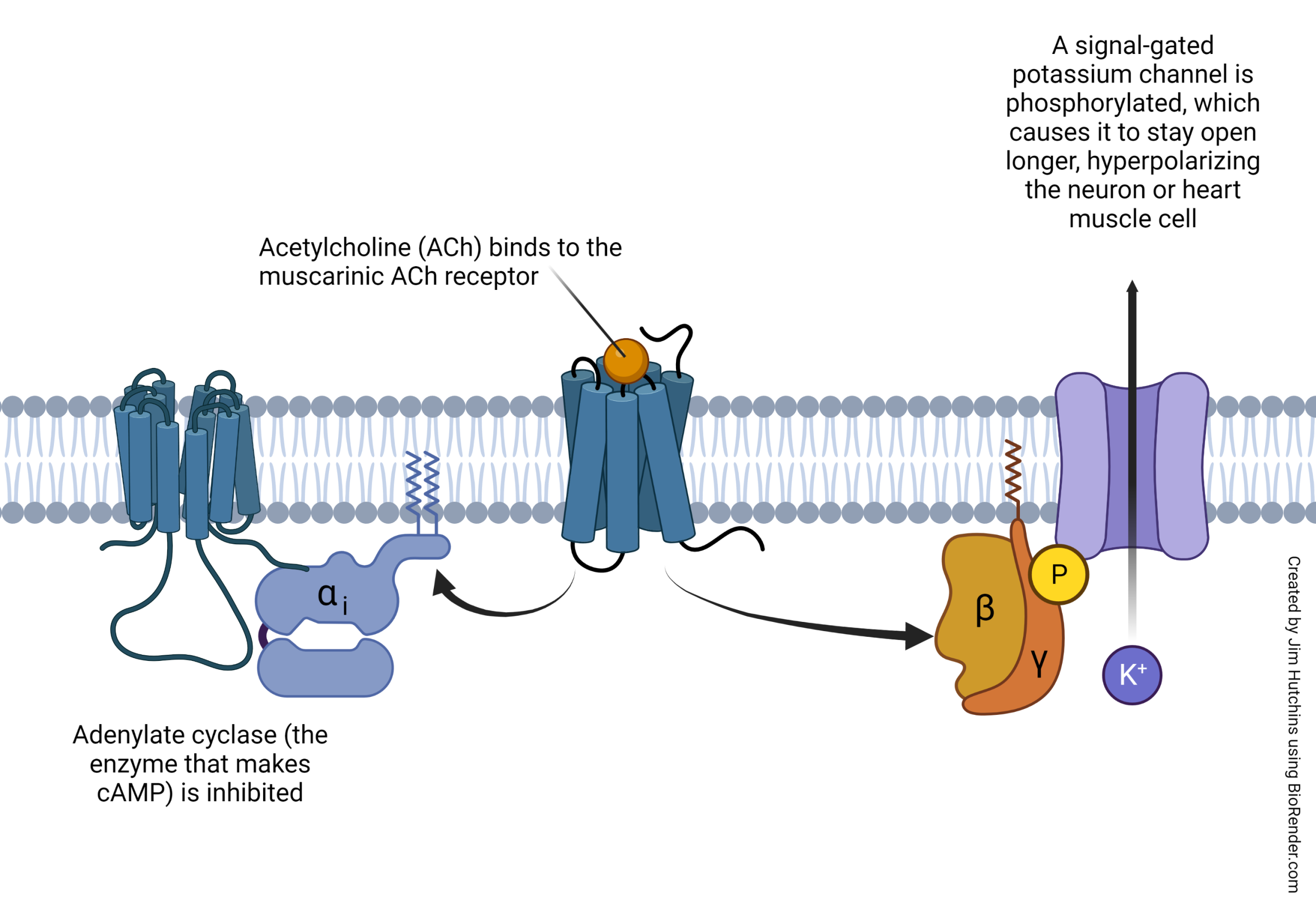 A diagram showing signal transduction by the muscarinic acetylcholine receptor