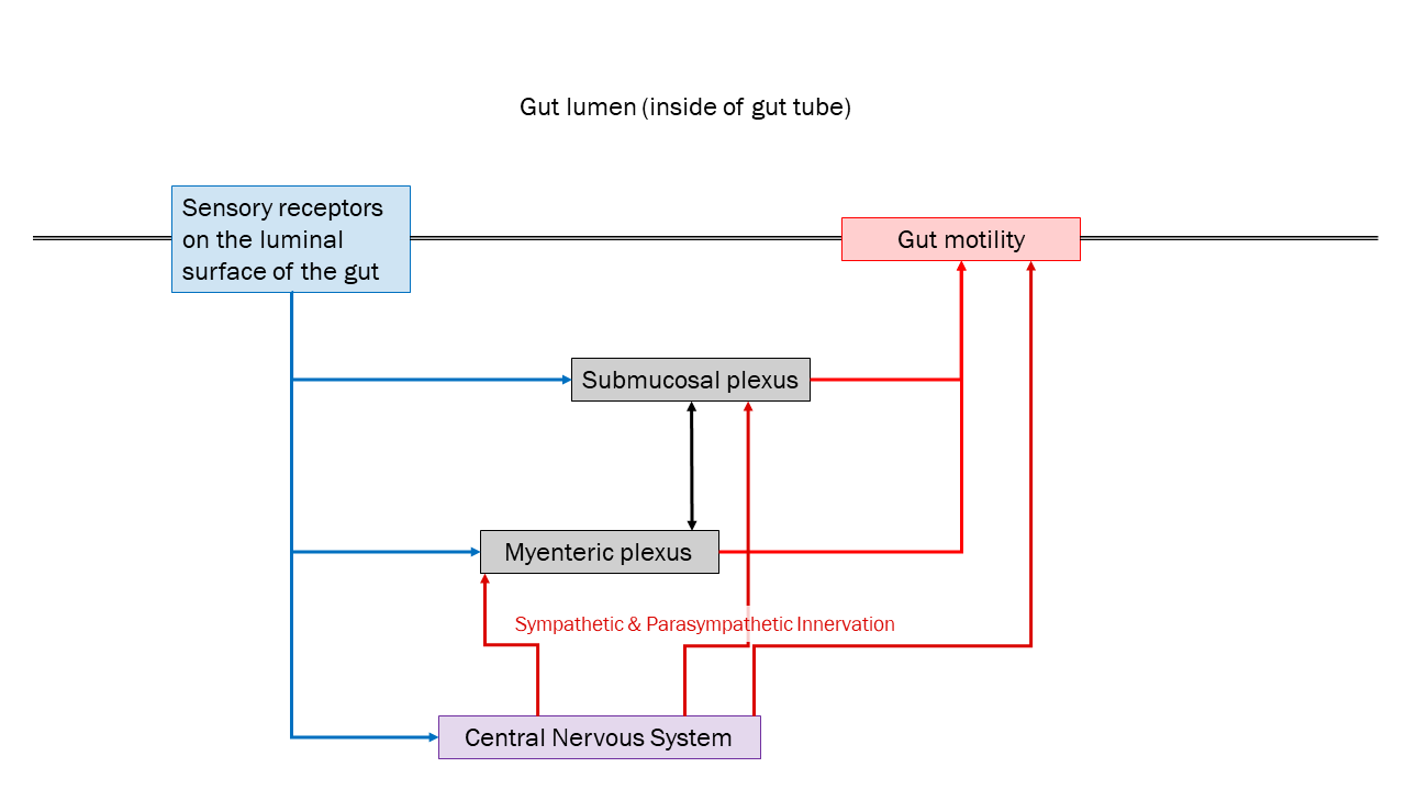 A flowchart illustrating information flow in the enteric nervous system.