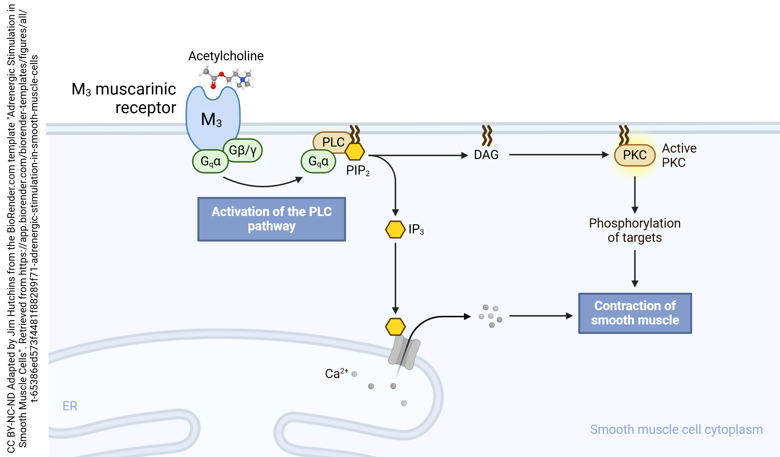 Diagram showing the signal transduction pathways used by the m3 muscarinic acetylcholine receptor.