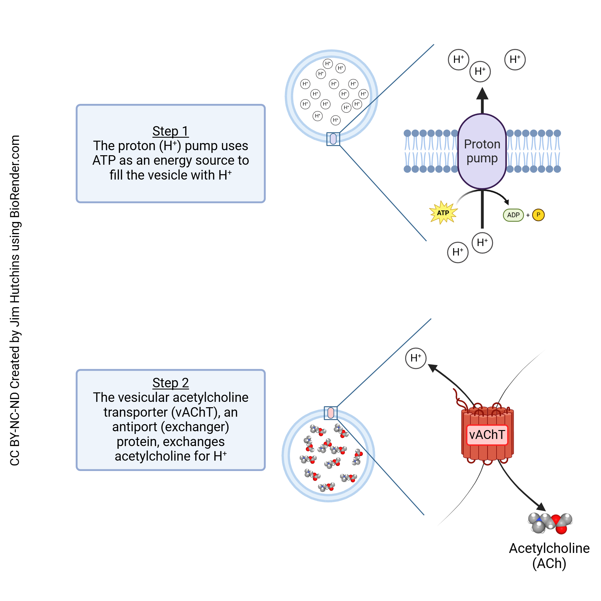 Diagram showing how acetylcholine is packaged into vesicles.