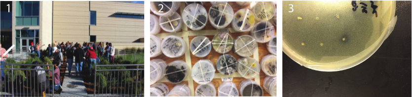 1. students observing plants. 2. samples in petri dishes. 3. a petri dish with tiny holes.